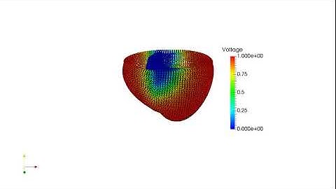 Heart modelling with SPHinXsys.
