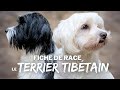 Le terrier tibtain  race de chien