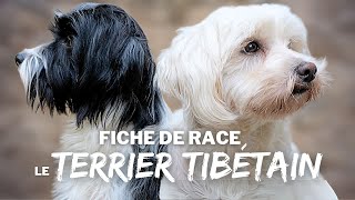 Le TERRIER TIBÉTAIN - RACE DE CHIEN by Esprit Dog 61,169 views 3 months ago 10 minutes, 25 seconds