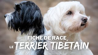 Le Terrier Tibétain - Race De Chien