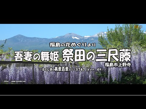 福島の花めぐりより Ｖｅｒ. 4Ｋ～ 福島市上野寺  吾妻の舞姫 ”祭田の三尺藤” ～