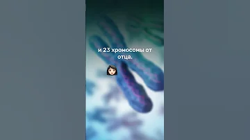 Почему у людей 46 хромосом? #биология #science #nature #интересно