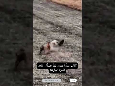 كلاب مدر بة تطارد ذئب ا متسلل ا شاهد القفزة الخارقة اكسبلور ترند
