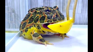 When I gave a lemon to a horned frog, it got into trouble.