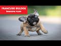 Francuski buldog  niesamowite  mieszne filmy  klub miesznych zwierzt