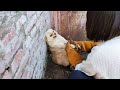 Scared Dogs Scream and Refuse Any Touch Until A Right Woman Comes Over (Hulan Rescue 3)