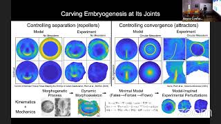 Carving Embryogenesis at Its Joints