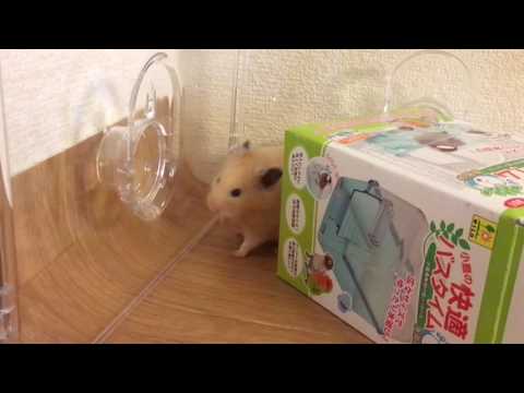 ハムスター 散歩 お散歩中にクシクシするかわいいキンクマハムスター Cute Hamster 可愛すぎる動物紹介するｗｗｗｗ