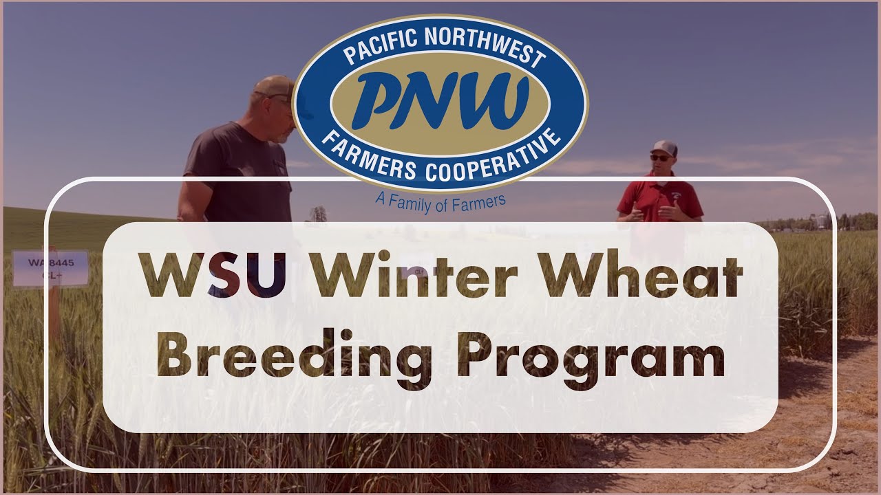 Overview of WSU Winter Wheat Breeding Program