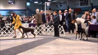 Choco et Dubai - Dog Show Iberville Resimi