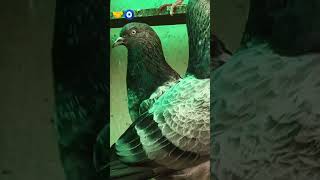 ⚜️ silver chatai dar bloodline ⚜️ rare breed ⚜️#shorts