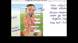 Bio 201 ch 22 all