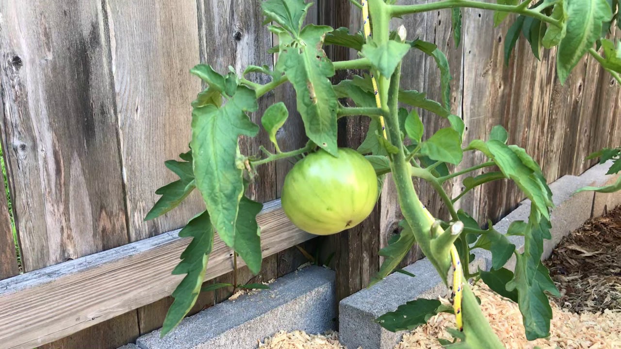 Save Water and Control Weeds with Wood chips YouTube