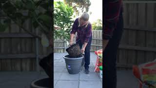 Repotting a lemon tree