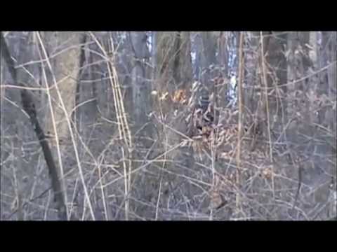 ohio grassman found bigfoot youtube