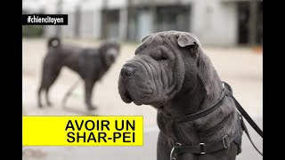 Avoir un sharpeï à Paris