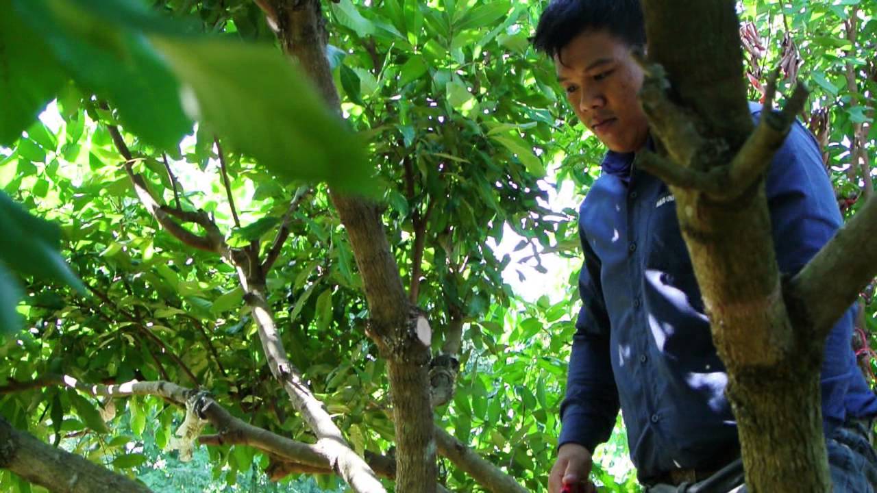 ลำไยมือหนึ่ง วิธีการตัดแต่งกิ่งทรงเปิดกลางพุ่ม