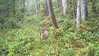 Fawn Calling for it's Mom