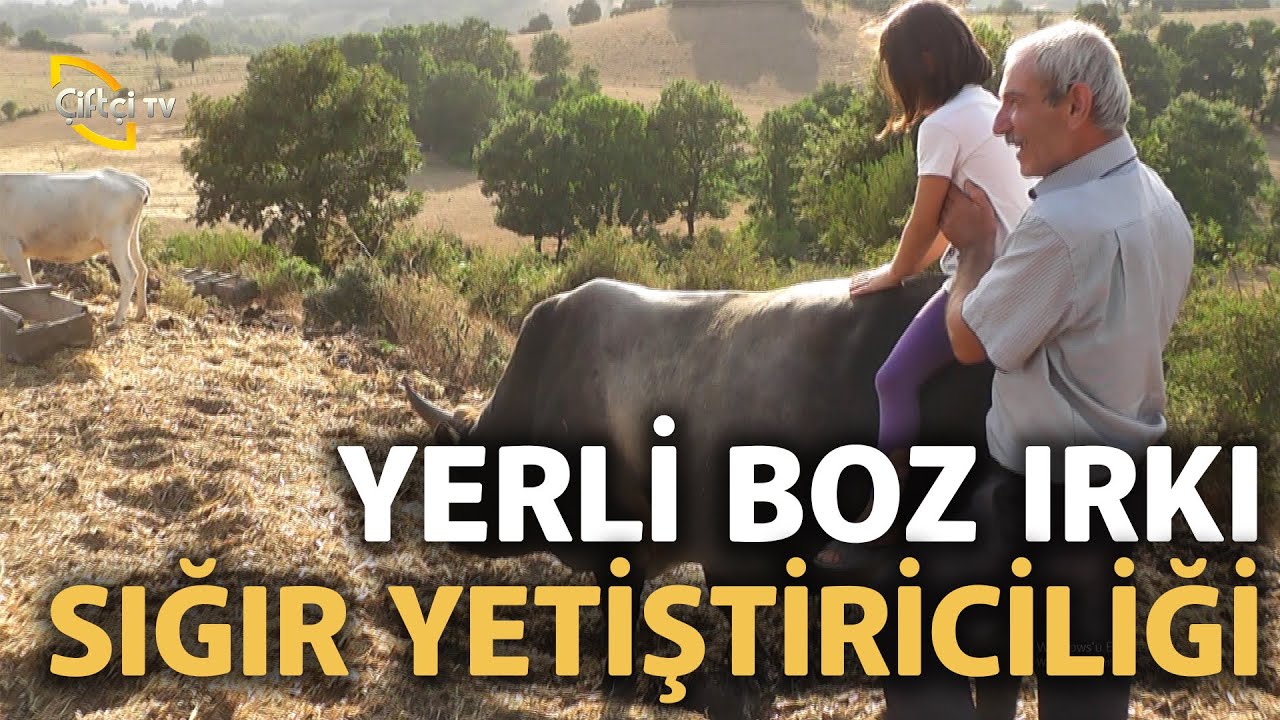 Çobanlarımızla Yerli Boz Irkı Sığır Yetiştiriciliği Hakkında Konuşuyoruz - Çobanla Baş Başa