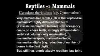 Transitional Fossils II