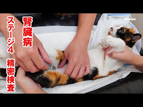 慢性腎臓病、ステージ4と診断され、余命宣告された猫、今後の過ごし方【瀬戸の三毛猫日記】