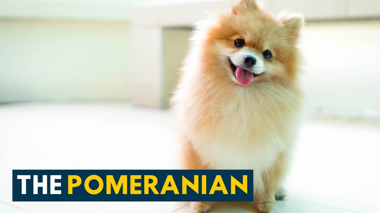 Pomeranian A Dog Lover S Guide To The Small Fluffy And Bossy Pom Pom Youtube