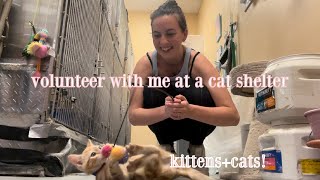this is your sign to volunteer with kittens + cats (again!)