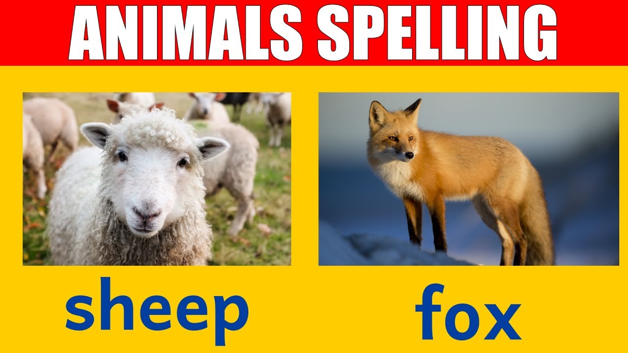 Animal Names - Learn Spelling and Pronunciation of Words in English -  YouTube