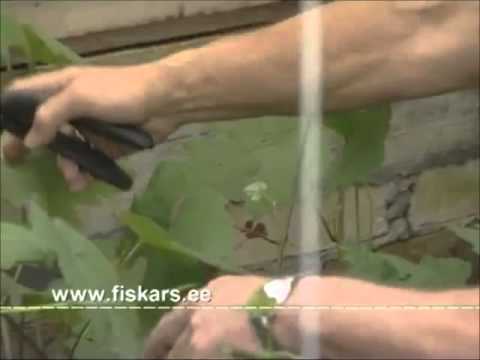 Video: Lillesibulate kasvatamine seemnest – õppige, kuidas seemnetest sibulaid kasvatada