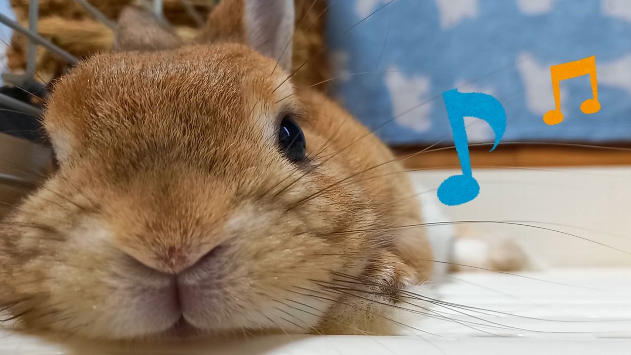 Lazing around all day │ 1-minute rabbit cafe 🐰☕ - YouTube