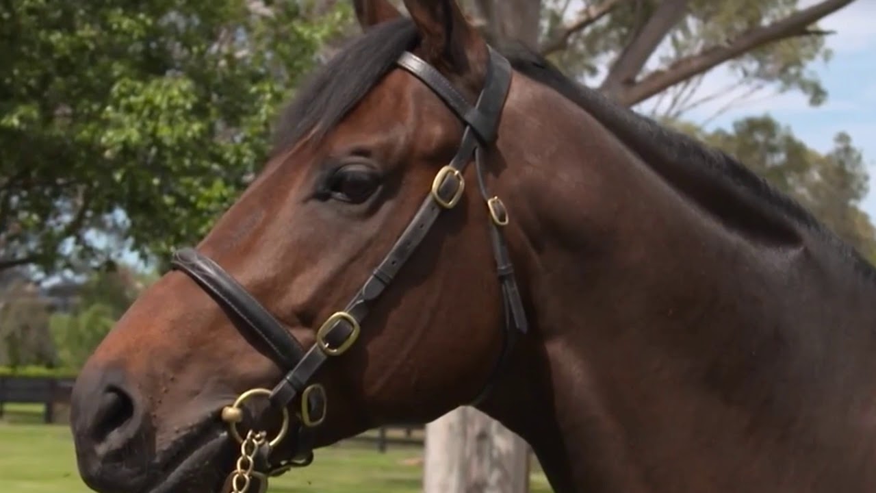 The Champion | Horse Music Video