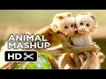 Monkeying around  ultimate animal movie mashup 2015