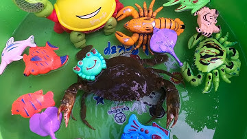 ThảoCady câu các con vật, con cua biển khổng lồ, con cá heo, các con vật đồ chơi. part-48