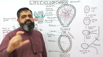 Sexual Reproduction in Chara English medium @prof.masoodfuzail| Life Cycle of Chara |Amylum Star