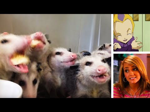 opossum-asmr-|-code-lyoko-and-zoey-101-team-up!-|-meme-review-monday