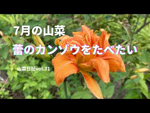 7月の山菜 カンゾウの蕾 山菜日記vol 31 Youtube 7月の山菜 カンゾウの蕾 山菜日記vol 31 Youtube