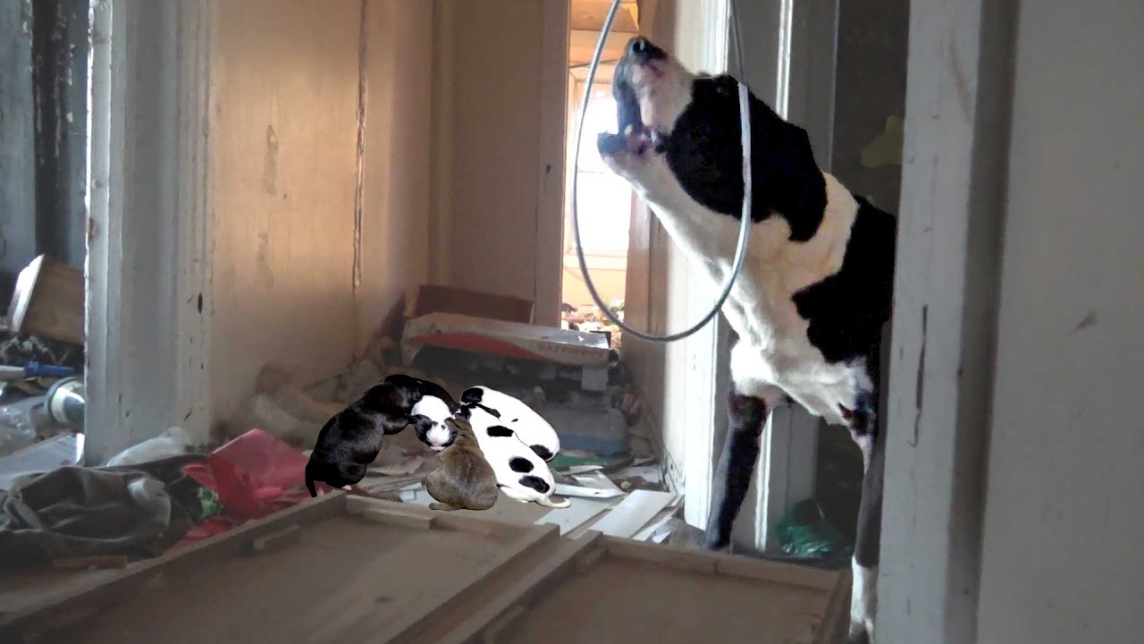Fierce Mama Dog Protects Her Precious Babies in Abandoned House - YouTube