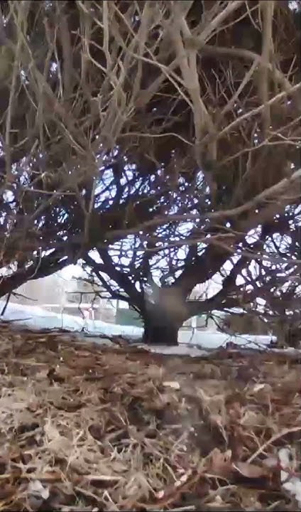 on-a-frigid-morning-chickadee-says-something-as-they-eat-what-does-it