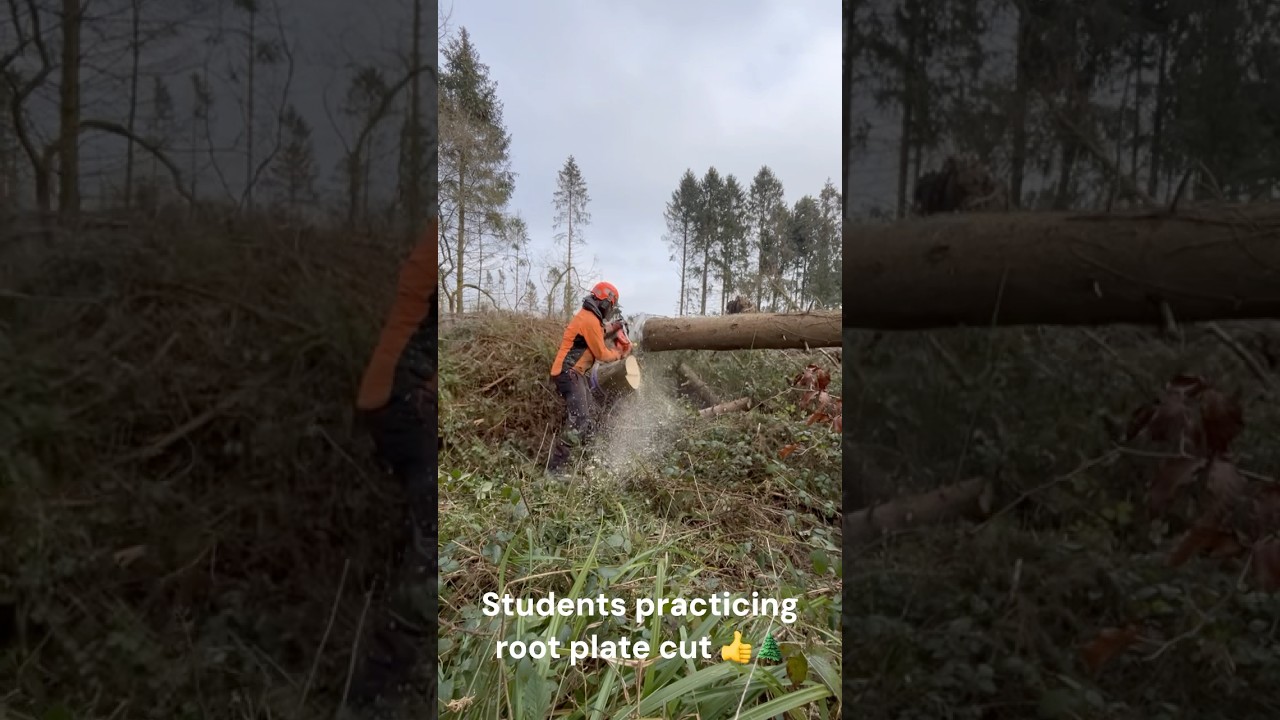 Dangerous Windblown tree root plate cut practice...check it out 