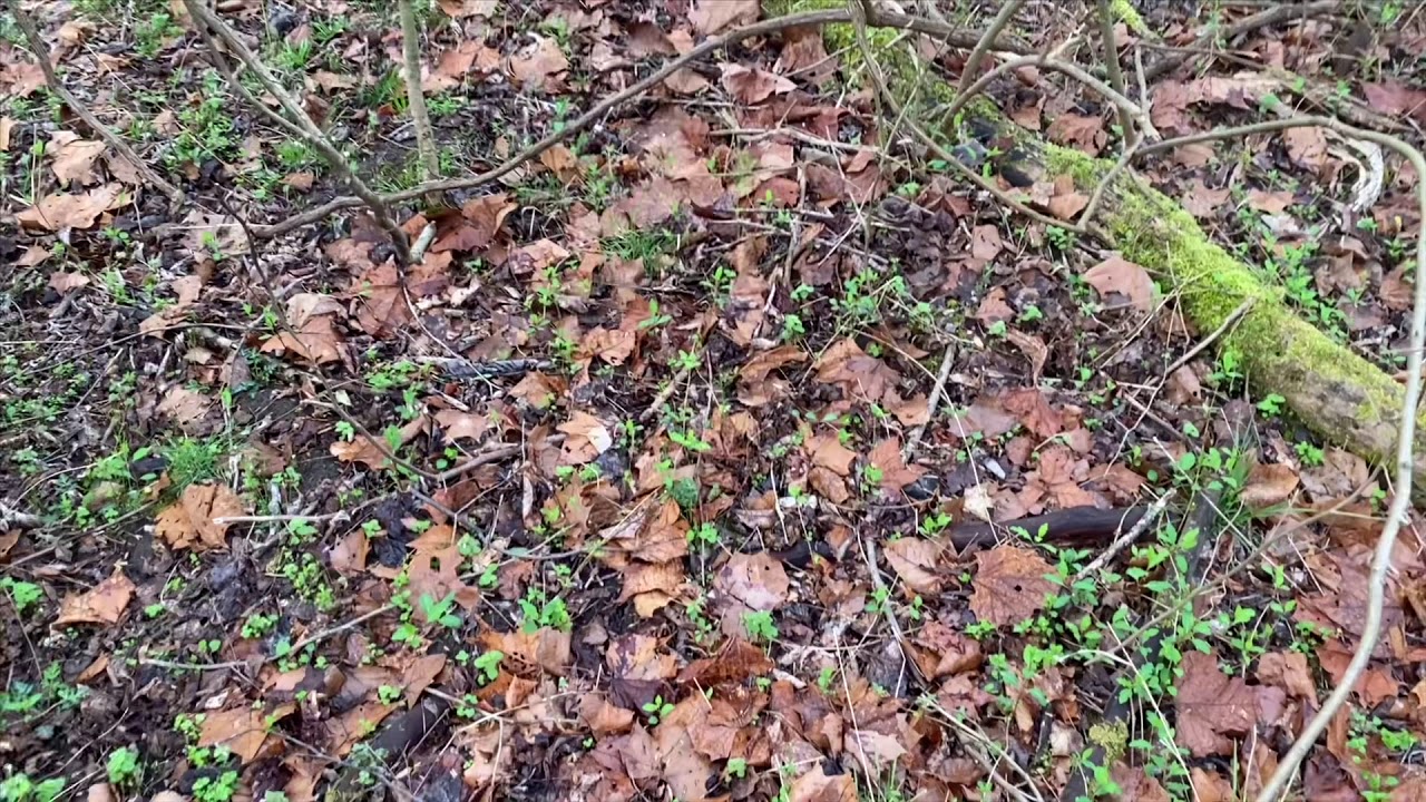 Southern Ohio morel hunting 32820. First greys of 2020 YouTube