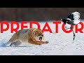 Here&#39;s how Apex Predators Rewild Ecosystems