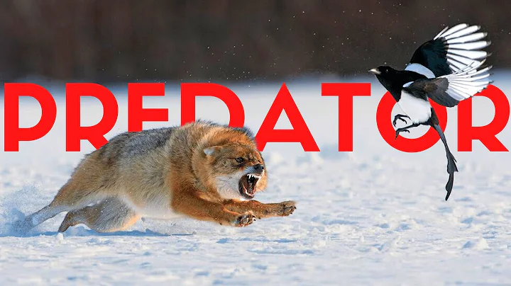 Here's how Apex Predators Rewild Ecosystems