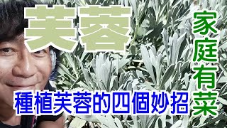 【家庭有菜】芙蓉種植的四個技巧，不怕你種不起來 