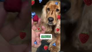 Diese Beeren darf dein Hund fressen