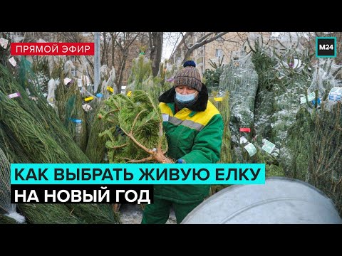 Как выбрать живую елку на Новый Год | Прямая трансляция - Москва 24