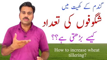 How to increase tillering in wheat crop | The best fertilizer for wheat crop at tillering stage