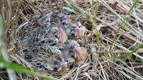 Bobolink nest