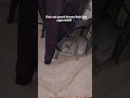 #meowandmore #viral #aafat 🐾🐱🌼 Cleao🐾