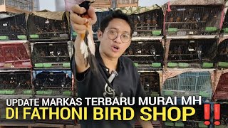 FATHONI BIRD SHOP ! RAJANYA MURAI MH NON KEMBUNG TERMURAH DI CONDET JAKARTA TIMUR 