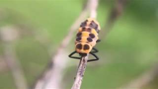 Spotless Lady Beetle (Cycloneda sanguinea), from larva to pupa to beetle